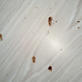 İstikbal Yatak, Baza Ve Başlıkta Tahta Kurusu Var.