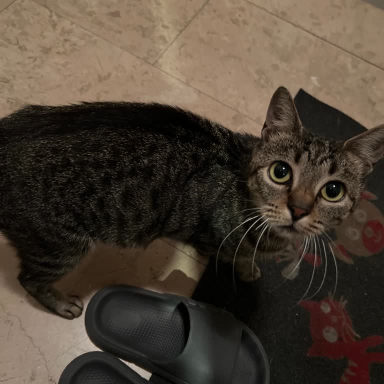 Kağıthane Belediyesi Belediye Kedi Evi Vermiyor