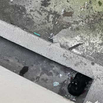 Zeytinburnu Belediyesi Zeytinburnu Hayvan Barınağı