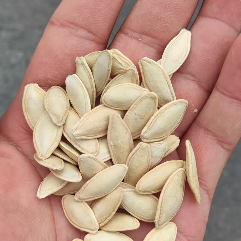 Tadım Kabak Çekirdeği Lezzet Bozukluğu