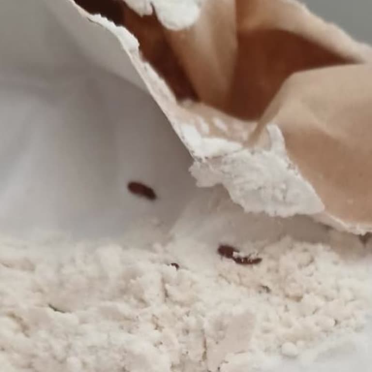 Kim Market Mavişehir, Trendyol GO İle Böcekli Un Yolladı.