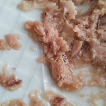 Kalite Tonla Ton Balığı Siyah Şeyler