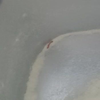 Aptamil'in İçinde Kurt