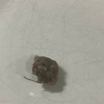 File Market Özbek Mantıda Sivri Metal Parçası