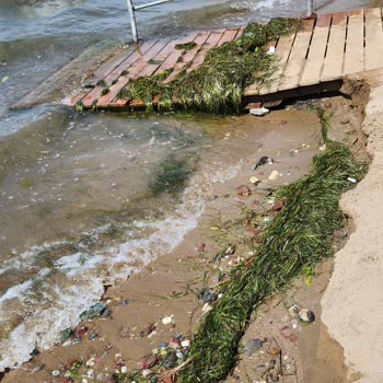 Kocaeli Büyükşehir Belediyesi Kocaeli Ereğli Kumyalı Plajı'nda Temizlik Sorunu Ve Hayal Kırıklığı