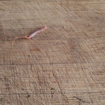 Ahmet İpek İnsanların Sağlığını Hiçe Sayıyor