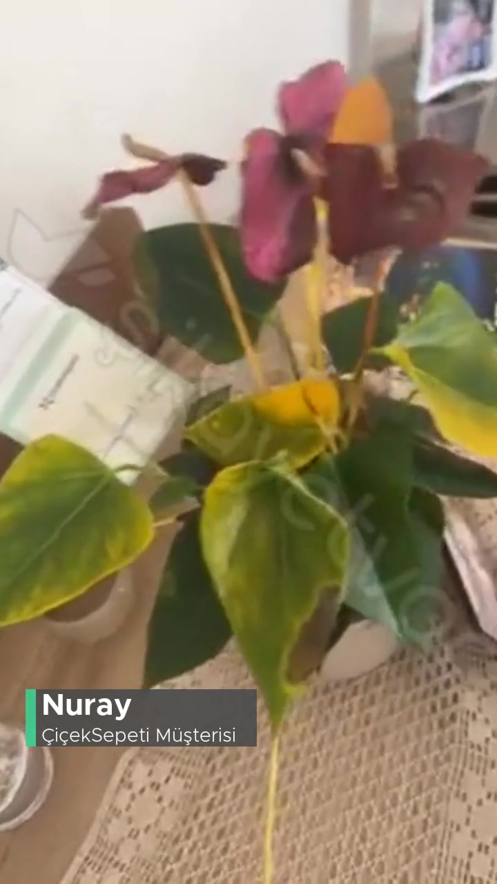 Çiçek Sepeti Topraklı Canlı Çiçeğin İki Güne Ölmesi videonun kapak resmi