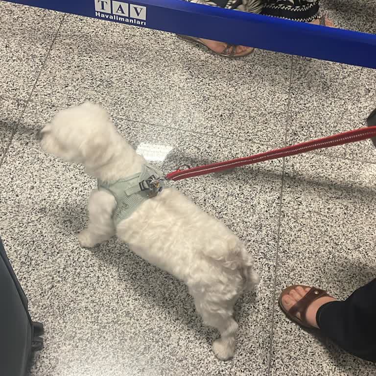 Iyas Park AVM Köpeğimizle Giremedik