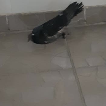 Alo 153 Hayvan Ambulansı Yaralı Güvercin İçin Yardim İstiyoruz