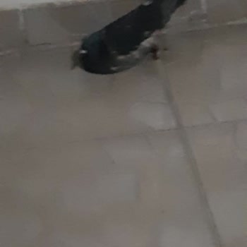 Alo 153 Hayvan Ambulansı Yaralı Güvercin İçin Yardim İstiyoruz