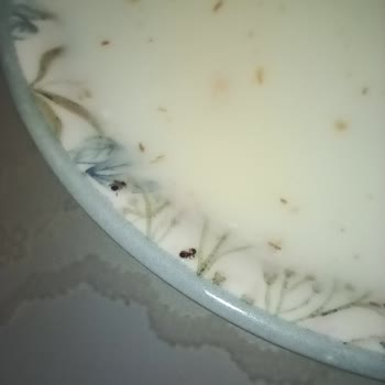 Eti Gıda Eti Lifalif İçinden Karıncalar Çıkıyor!