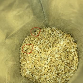 Kellys Performans Yulaf Ezmesi İçinden Böcek Çıktı