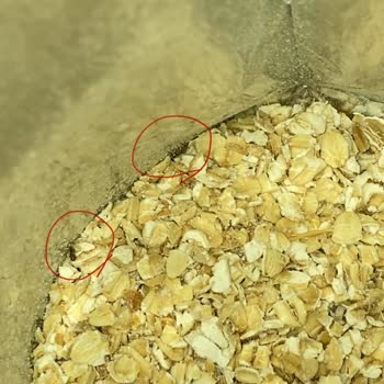 Kellys Performans Yulaf Ezmesi İçinden Böcek Çıktı