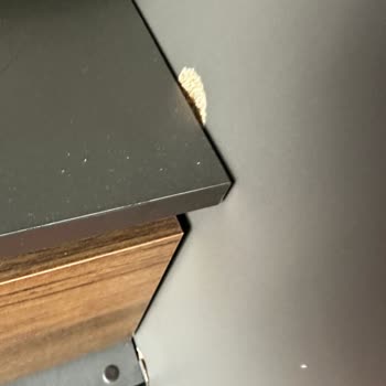 Enza Home 1 Senelik Sunta Mobilyası Dökülüyor