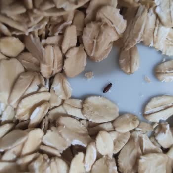 Wefood Glutensiz Yulaf Ezmesi İçinden Un Biti Çıktı
