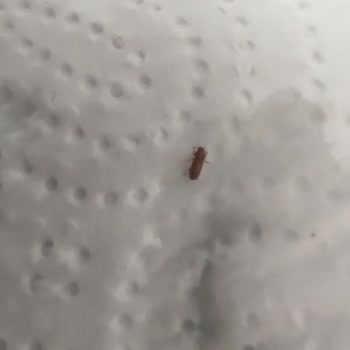 Wefood Glutensiz Yulaf Ezmesi İçinden Un Biti Çıktı