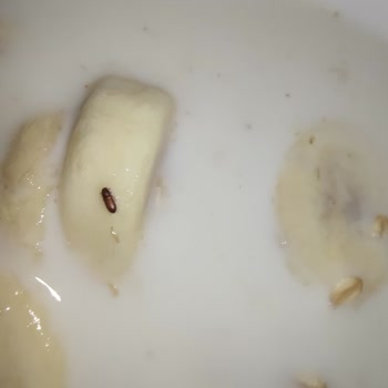 Wefood Glutensiz Yulaf Ezmesi İçinden Un Biti Çıktı