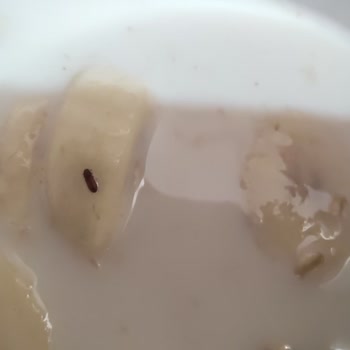 Wefood Glutensiz Yulaf Ezmesi İçinden Un Biti Çıktı