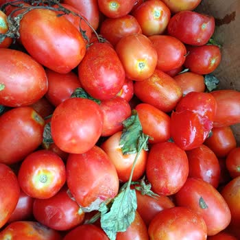 Beykoz Mopaş Halk Gününde Hayal Kırıklığı