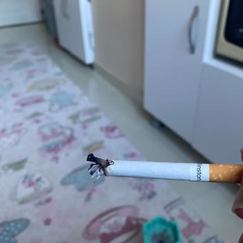 Winston Blue Ve Odun Parçası