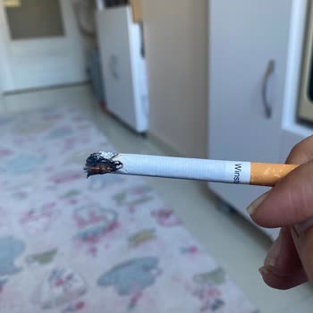 Winston Blue Ve Odun Parçası