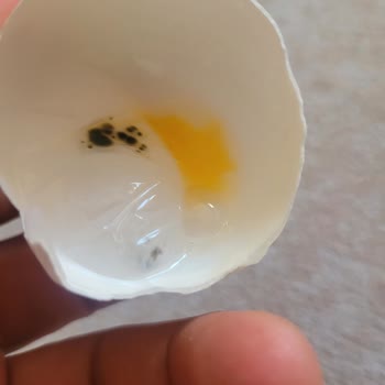 Tarım ve Orman Bakanlığı Üzülmez Yumurtaları Küflü Ve Kokulu Çıktı