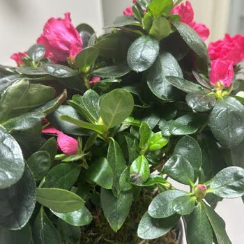 Heryerbitki Sipariş Edilen Çiçeklerin Kalitesi Ve Görsel Uyumsuzluğu