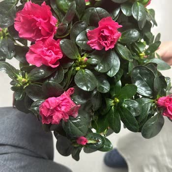 Heryerbitki Sipariş Edilen Çiçeklerin Kalitesi Ve Görsel Uyumsuzluğu