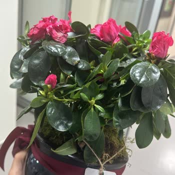 Heryerbitki Sipariş Edilen Çiçeklerin Kalitesi Ve Görsel Uyumsuzluğu