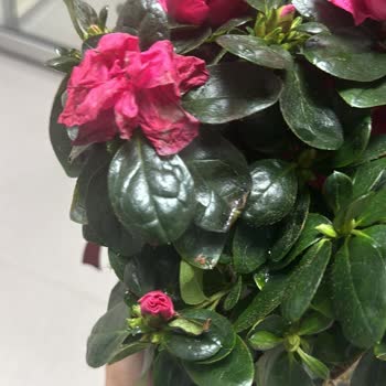 Heryerbitki Sipariş Edilen Çiçeklerin Kalitesi Ve Görsel Uyumsuzluğu