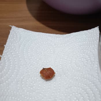 Aro Çiğköfte'de Fındık Çapında Ceviz Kabuğu!