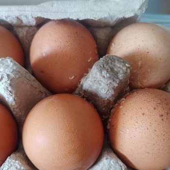 Migros Hemen Kurtlu Yumurta!