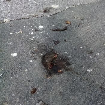 Çorlu Belediyesi Taşan Rögar Ve Ölü Fareler