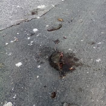 Çorlu Belediyesi Taşan Rögar Ve Ölü Fareler