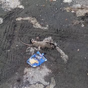 Çorlu Belediyesi Taşan Rögar Ve Ölü Fareler