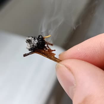 Philip Morris Tütün Sıkıntısı İçinden Tahta Parçaları Çıkıyor