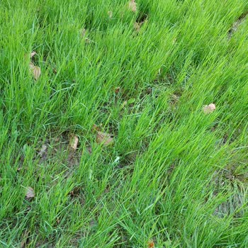 Pendik Belediyesi Nene Hatun Parkı'nda Aşırı Sulama Çocukları Tehlikeye Atıyor!