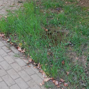 Pendik Belediyesi Nene Hatun Parkı'nda Aşırı Sulama Çocukları Tehlikeye Atıyor!