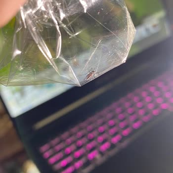 Kocaeli Büyükşehir Belediyesi Darıca Ve Kocaeli Belediyelerinin Hizmet Eksikliği Ve Sağlık Tehditleri