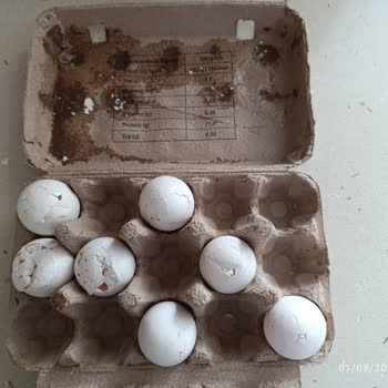 Getir Bayat Ekmek Ve Kırılmış Yumurta Getirdi