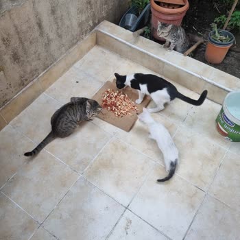 Pizza Hut Pizza Çok Kötüydü.