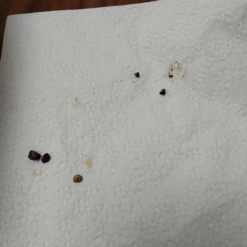 Superfresh Dana Etli Mantı?