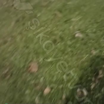 Körfez Belediyesi Tütün Çiftlik Sahilindeki Futbol Sahasında Işıkların Yanmaması!