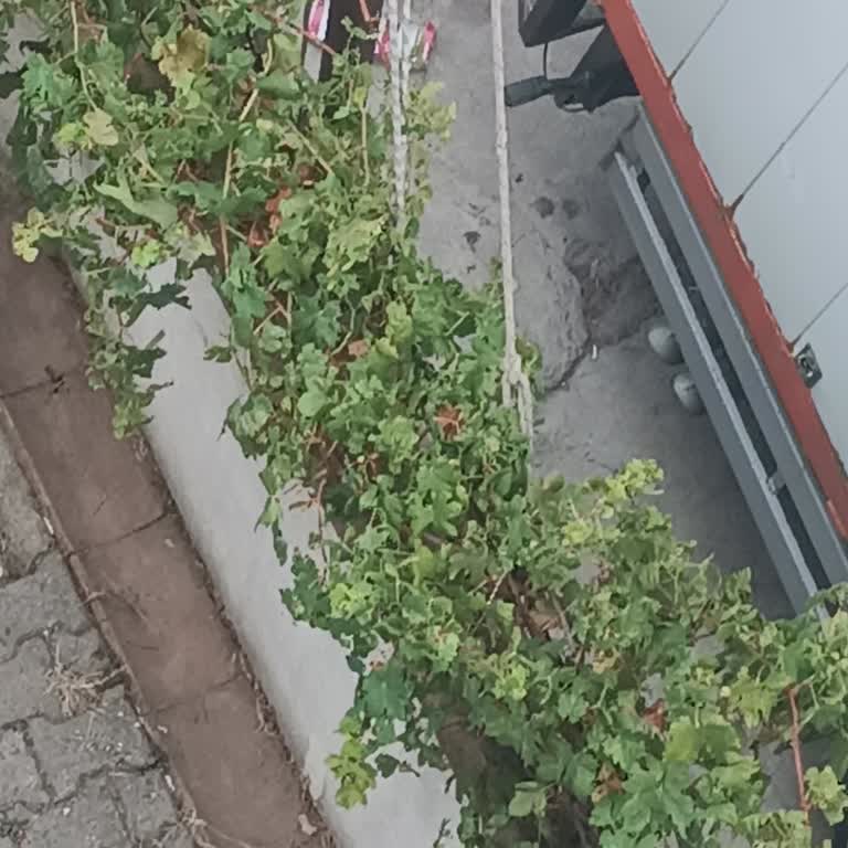 Pendik Belediyesi Belediyenin Şikayetimizi Takip Etmesini İstiyoruz