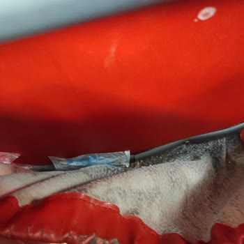 Kamil Koç Konforsuz Ve Pis