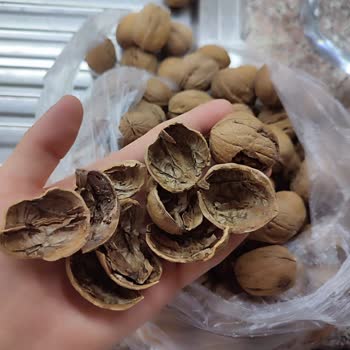 Migros Çürük Böcekli Ceviz Gönderiyor