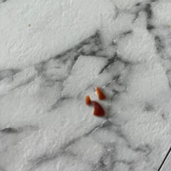 Torku Banada İçinden Fındık Kabuğu Çıktı