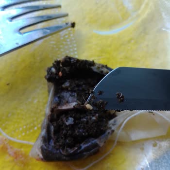 Efor Çay Efor Yeşil Çayda Kurt Mu Var