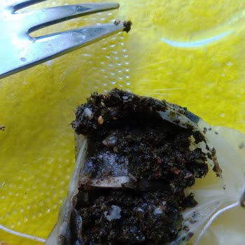 Efor Çay Efor Yeşil Çayda Kurt Mu Var