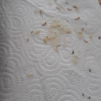 Duru Bulgur Duru Markası 0 Kalite